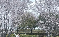 皇甫圣华是男是女